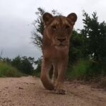 GoPro