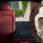 Viajar con mascotas Lincoln