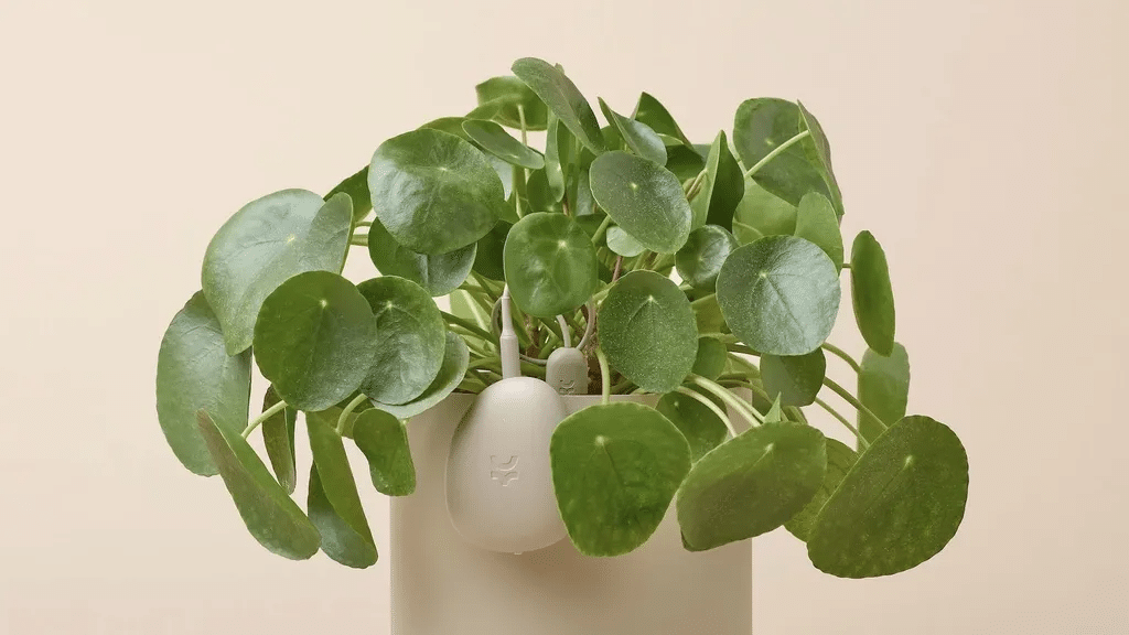 plantas 