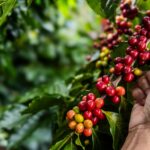 Starbucks "Todos Sembramos Café"