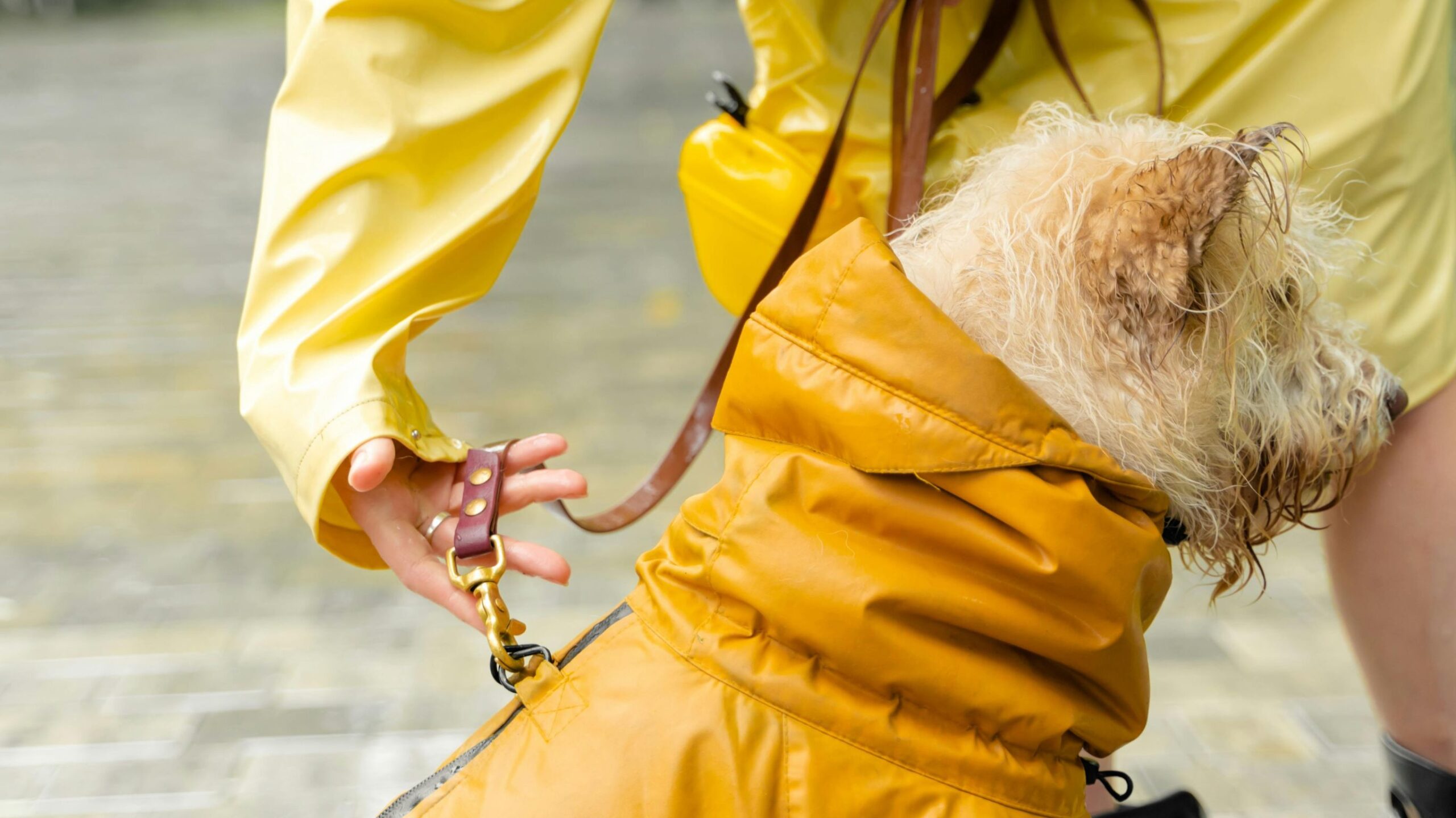 cuidar a tu perro en temporada de lluvias