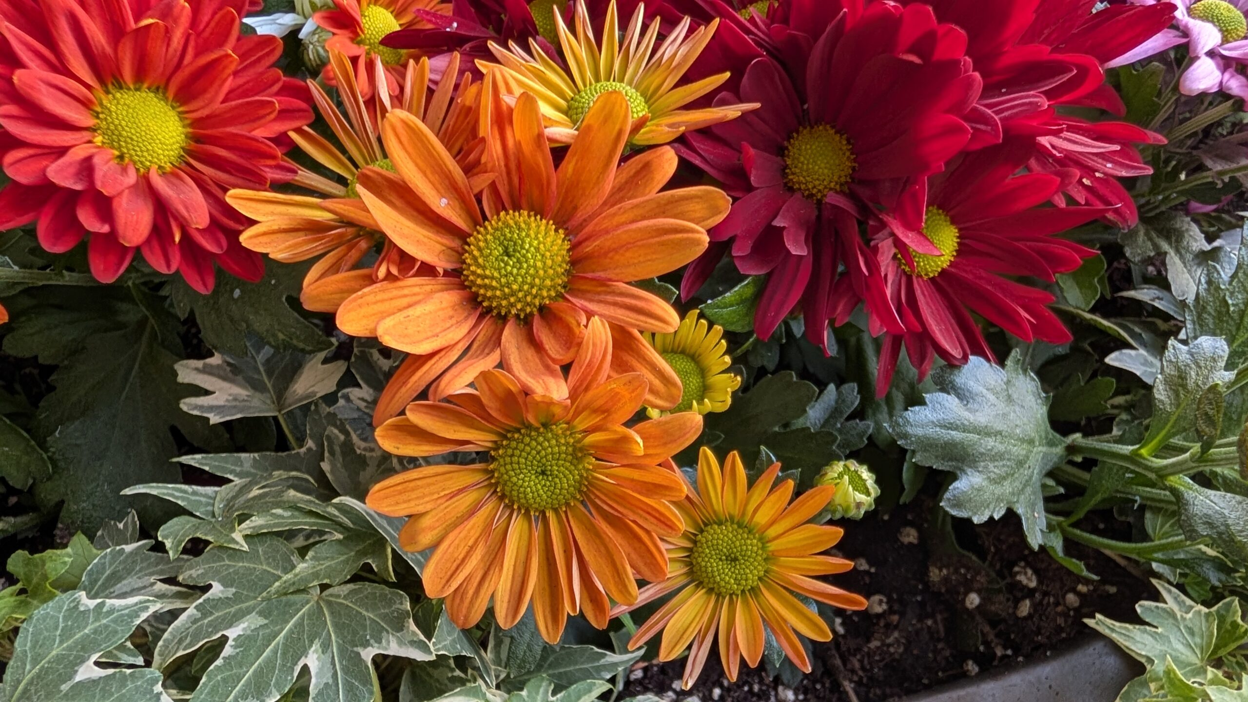 Google Pixel 10 Pro XL