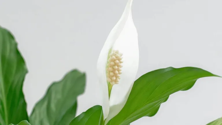 plantas de interior