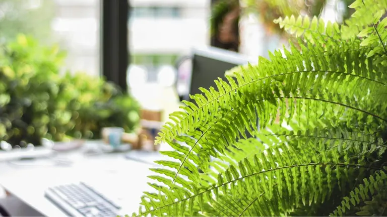 plantas de interior