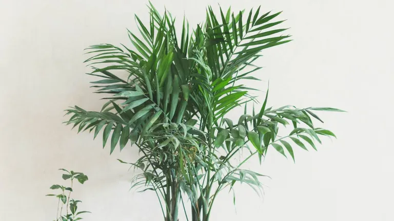 plantas de interior