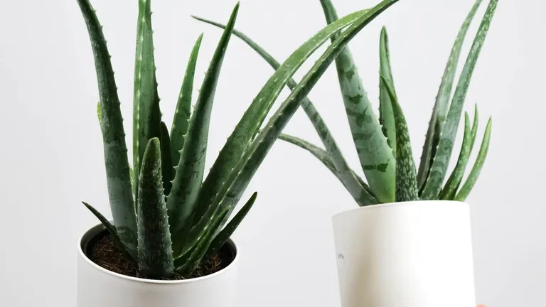 plantas de interior