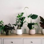 plantas de interior