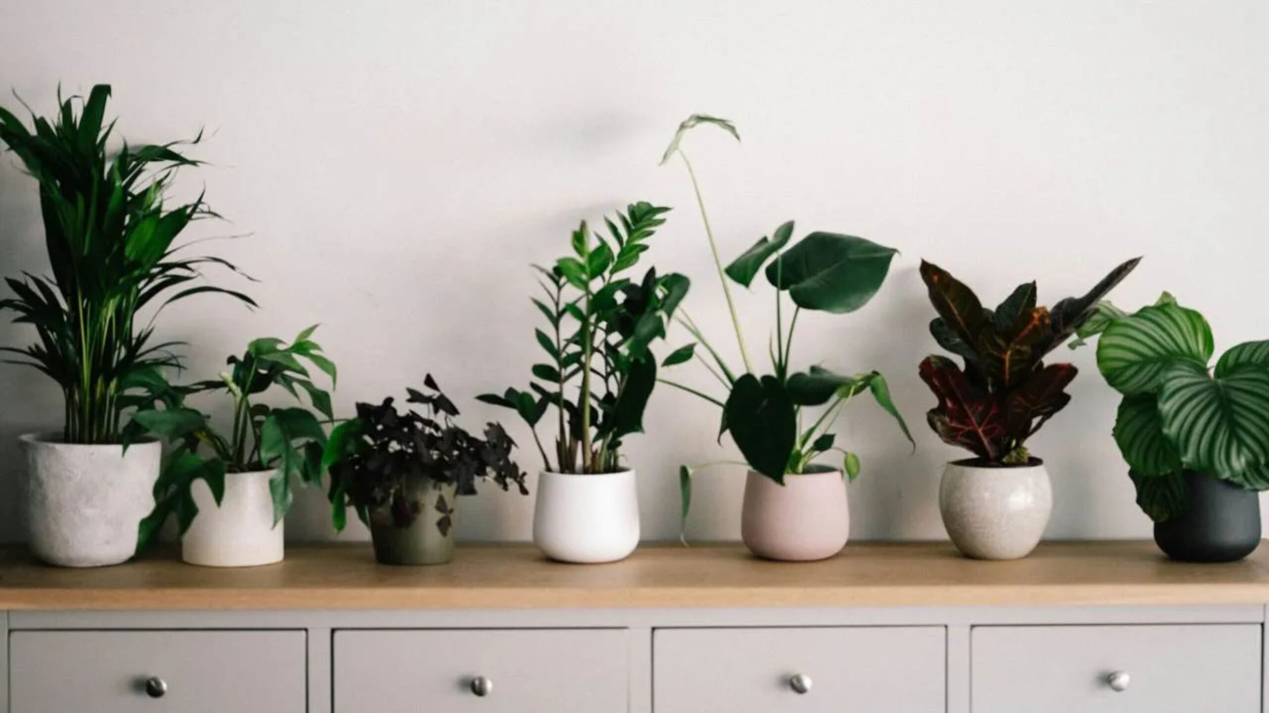 plantas de interior