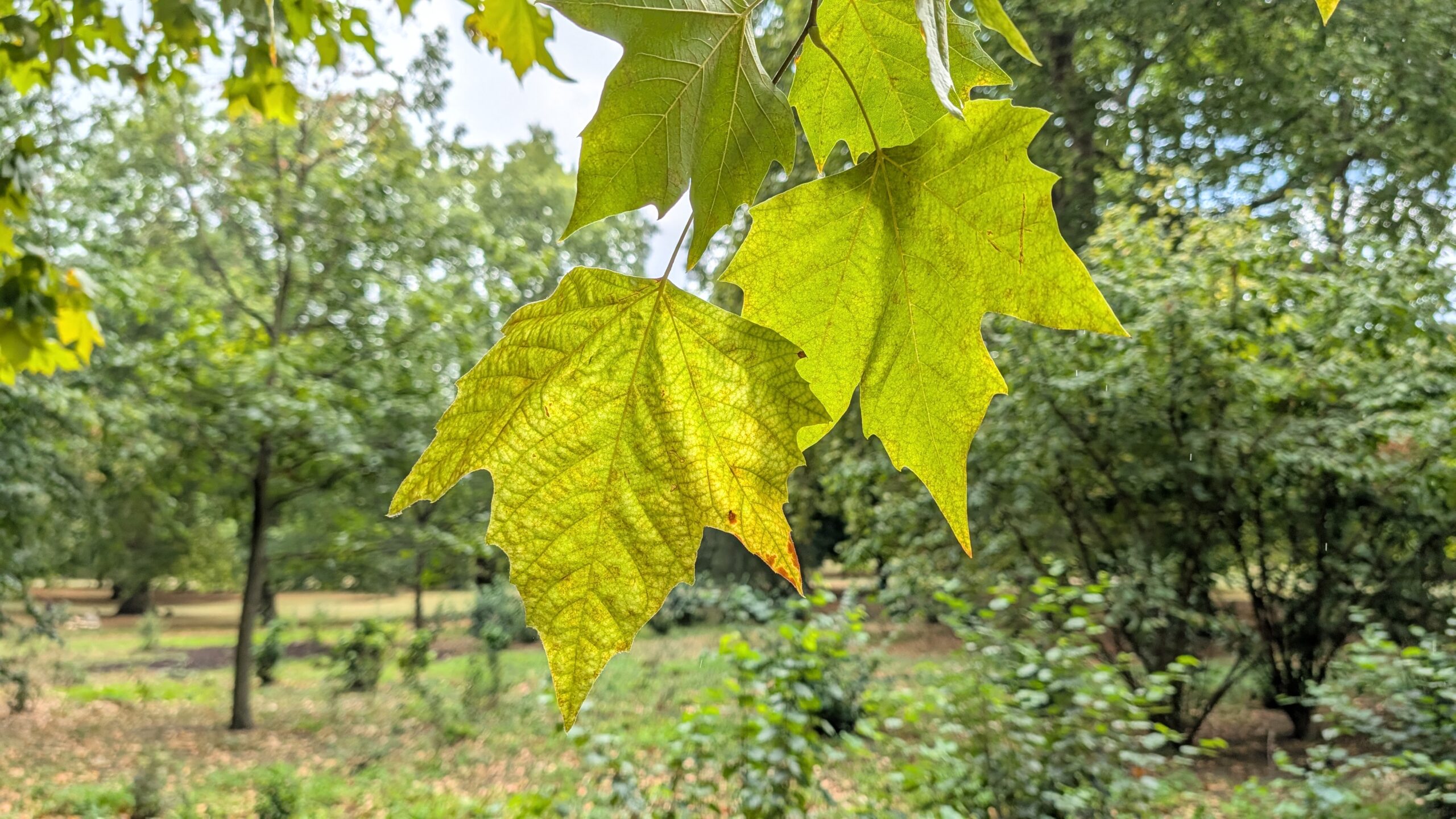 Google Pixel 10 Pro XL