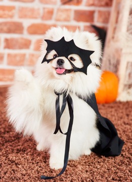 Halloween con perros