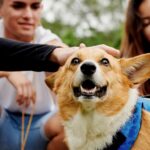 Día Mundial de los Animales | Airbnb