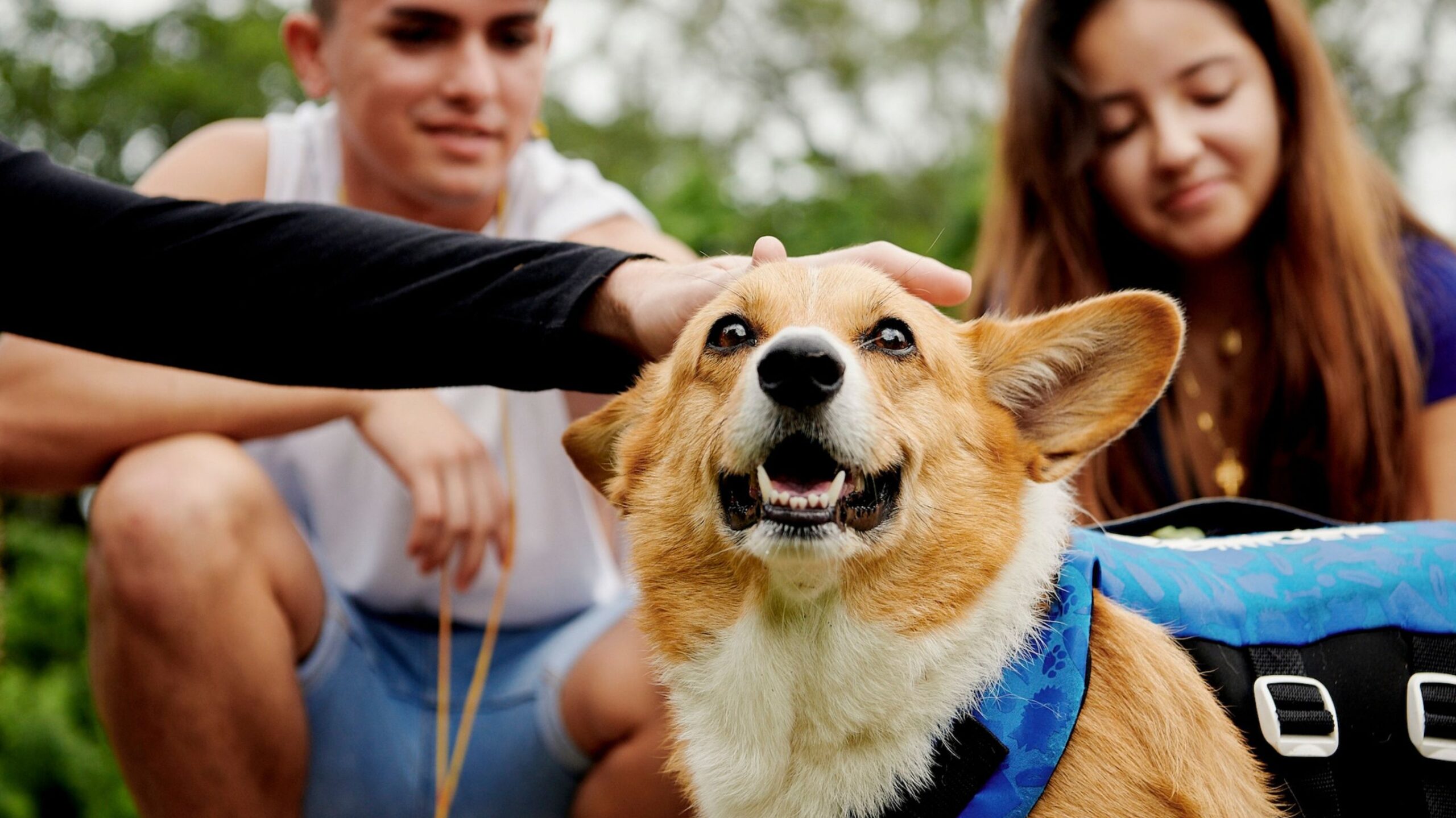 Día Mundial de los Animales | Airbnb