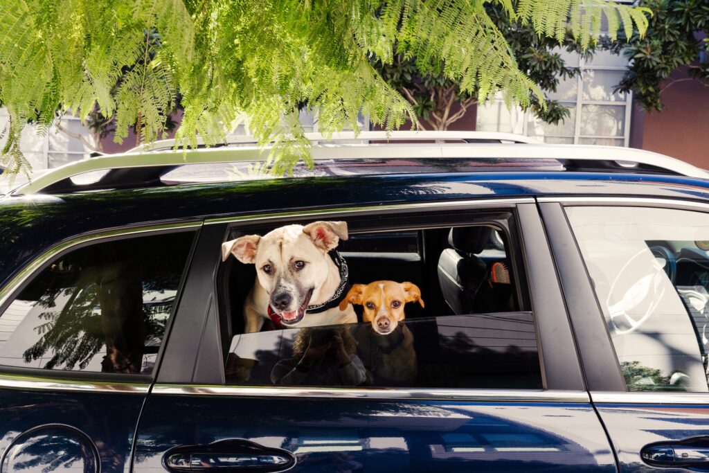 Día Mundial de los Animales | Airbnb 