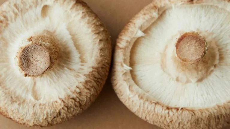 superalimentos gripa invernal